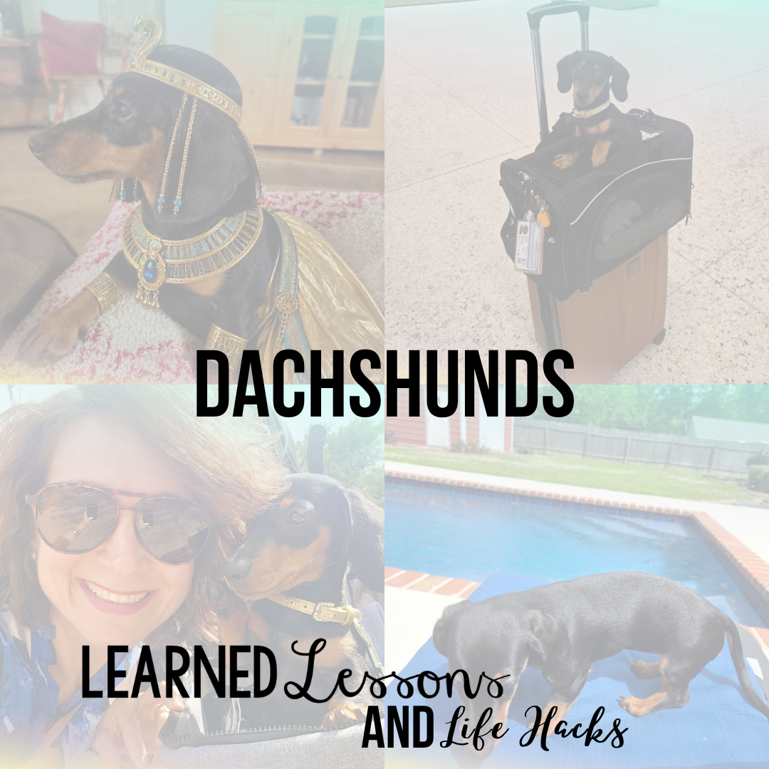 Dachshund Must Haves